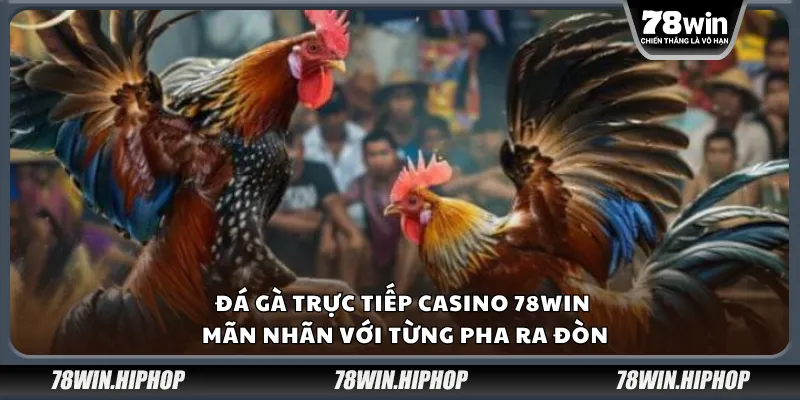 Đá gà trực tiếp casino 78Win – Mãn nhãn với từng pha ra đòn