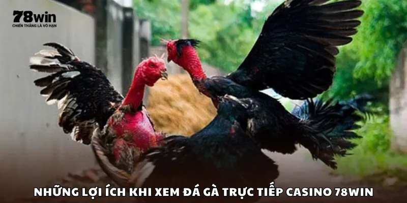 Những lợi ích khi xem đá gà trực tiếp Casino 78Win