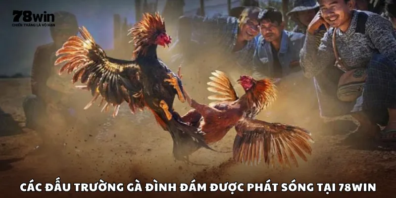 Các đấu trường gà đình đám được phát sóng tại 78Win
