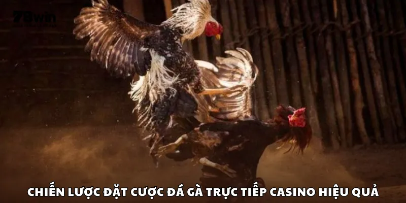 Chiến lược đặt cược đá gà trực tiếp Casino hiệu quả