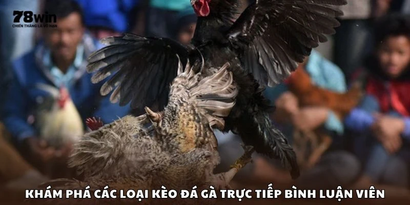 Khám phá các loại kèo đá gà trực tiếp bình luận viên