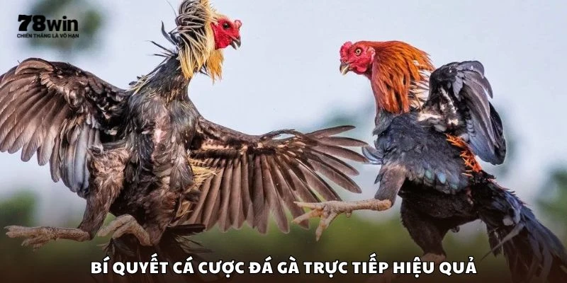 Bí quyết cá cược đá gà trực tiếp hiệu quả