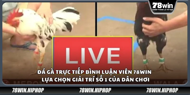 Đá gà trực tiếp bình luận viên 78win - Lựa chọn giải trí số 1 của dân chơi