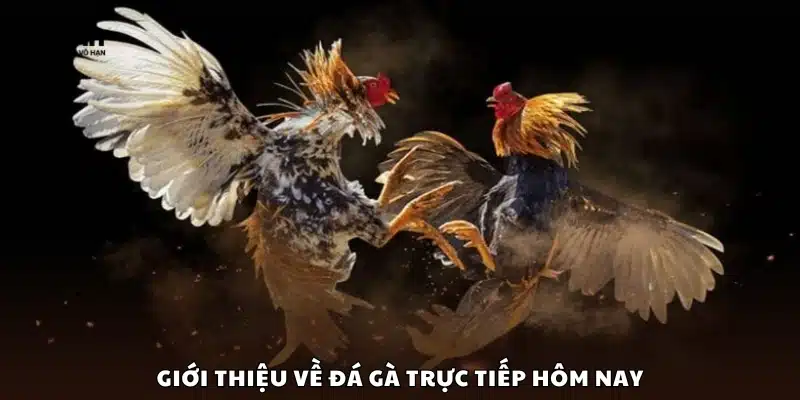 Khái quát đá gà trực tuyến hôm nay