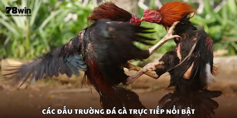  Danh sách các đấu trường đá gà được yêu thích