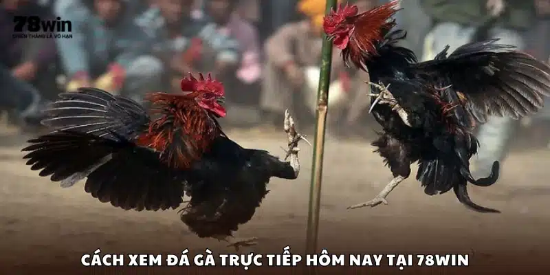 Cách xem đá gà trực tiếp hôm nay tại 78Win