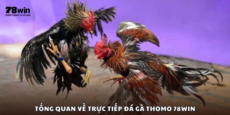 Thông tin chung về đá gà Thomo tại 78Win
