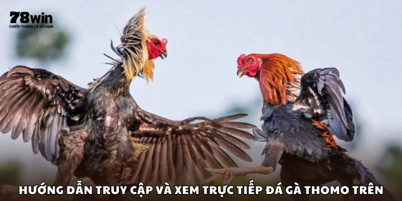 Cách truy cập để xem đá gà Thomo trực tuyến
