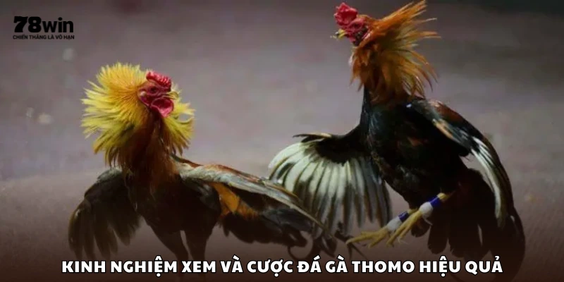 Bí kíp xem và đặt cược đá gà Thomo thắng lớn