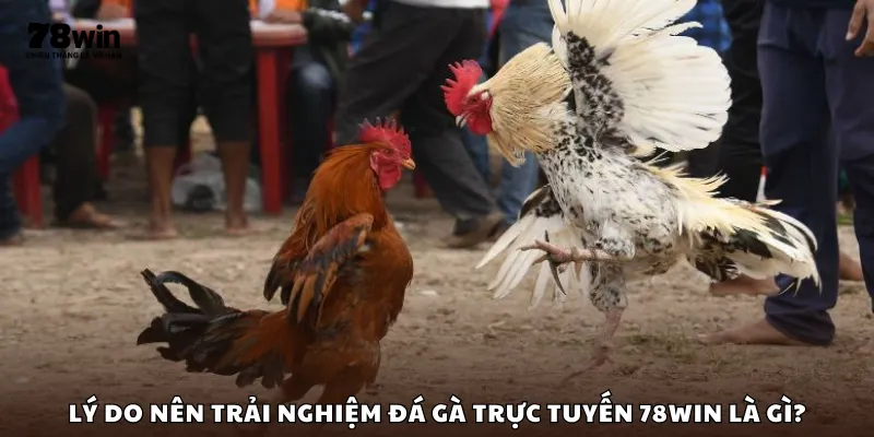 Lý do nên trải nghiệm đá gà trực tuyến 78Win là gì?