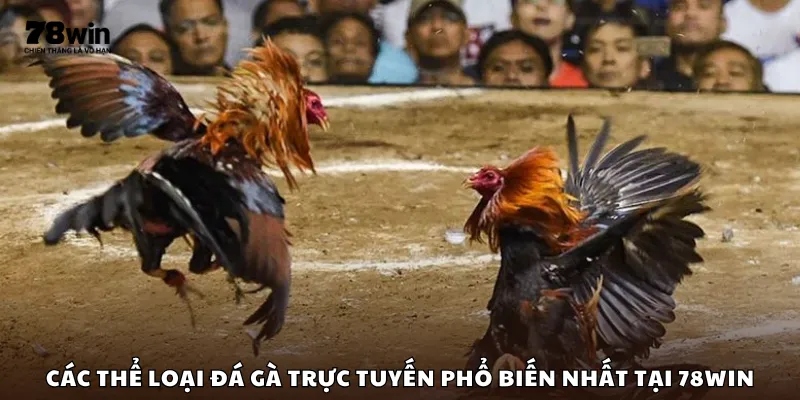 Các thể loại đá gà trực tuyến phổ biến nhất tại 78Win