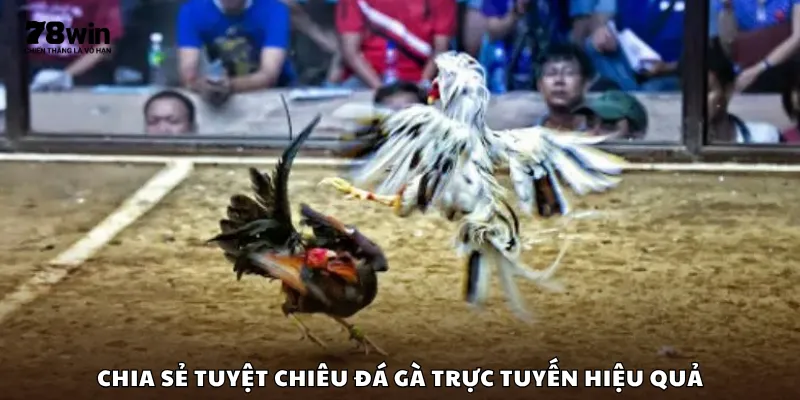 Chia sẻ tuyệt chiêu đá gà trực tuyến hiệu quả