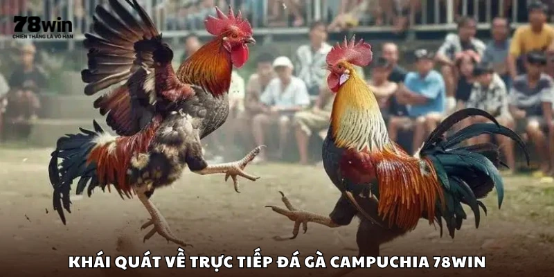Tổng quan về các trận đá gà Campuchia tại 78Win