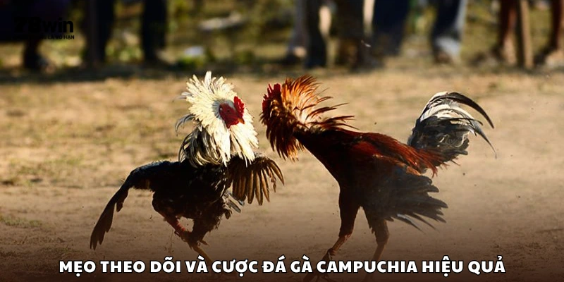 Chiến thuật cược đá gà Campuchia hiệu quả