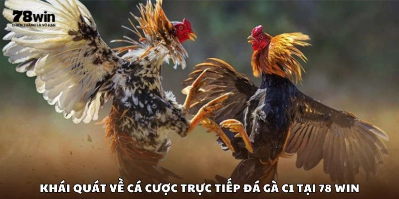 Khái quát về cá cược trực tiếp đá gà C1 tại 78 win