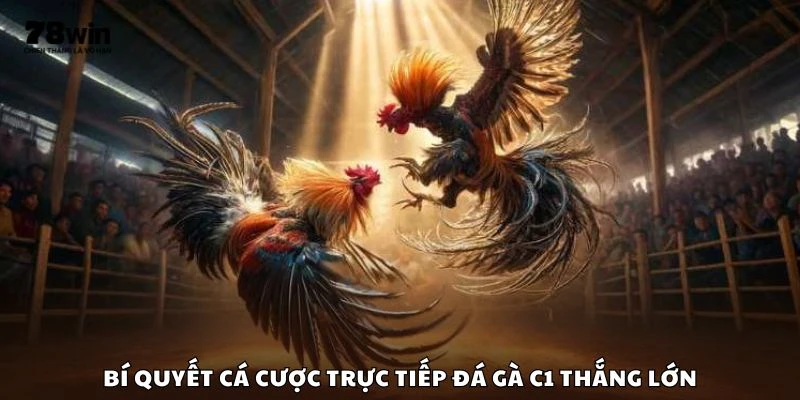 Bí quyết cá cược trực tiếp đá gà C1 thắng lớn