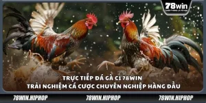 Trực tiếp đá gà C1 78win – Trải nghiệm cá cược chuyên nghiệp hàng đầu